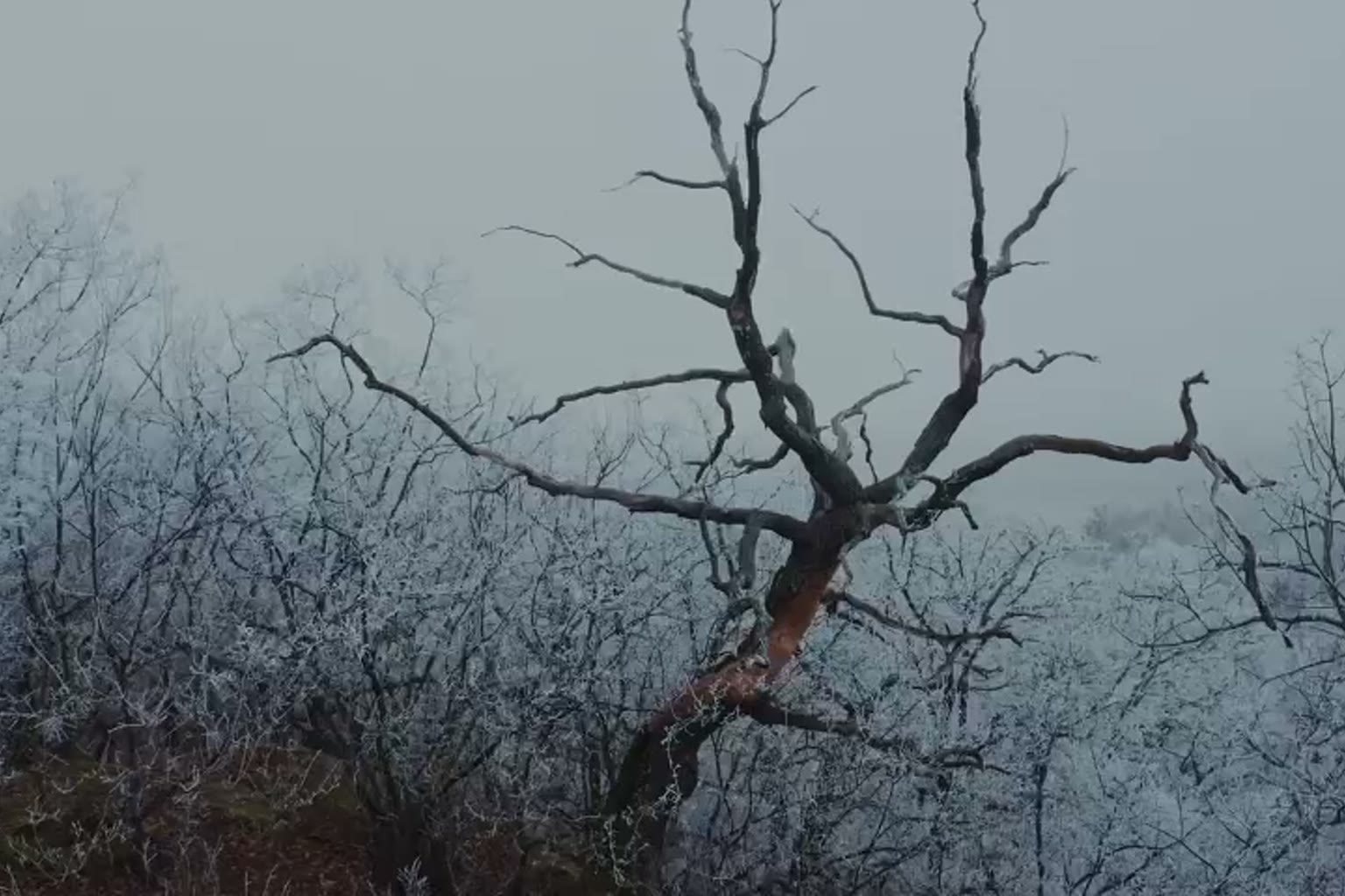 A frost-lined tree standing in a pale winter thicket
